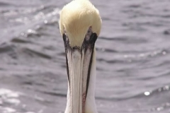 pelican_001